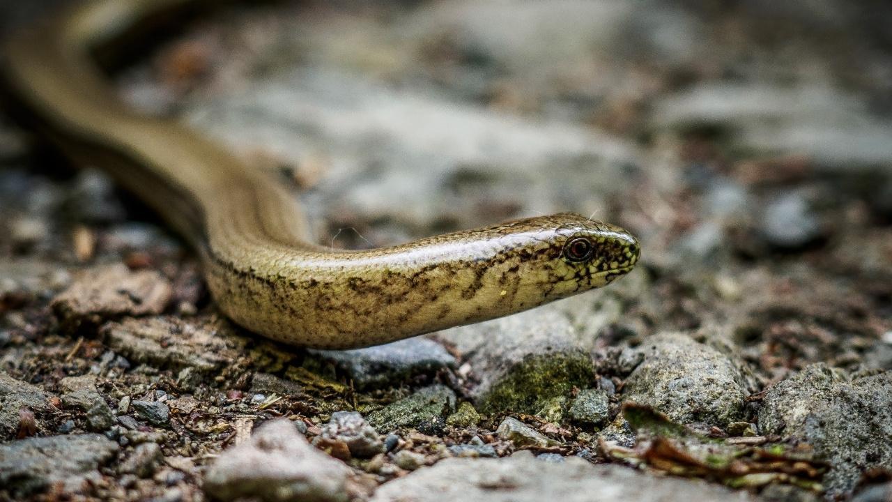 10 Fascinating Facts About the Slow Worm