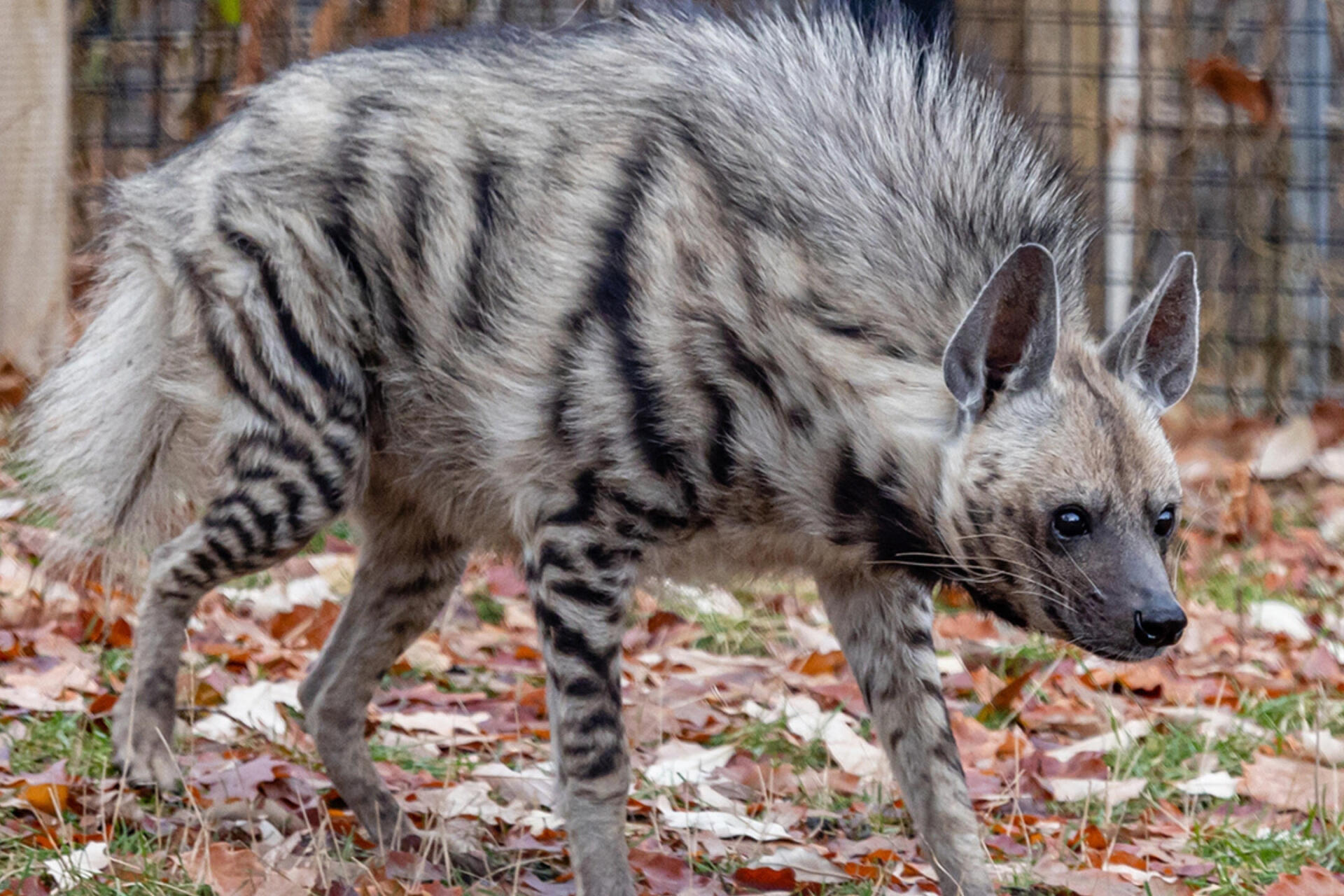 Discovering the Striped Hyena: 10 Fascinating Facts About This Mysterious Carnivore