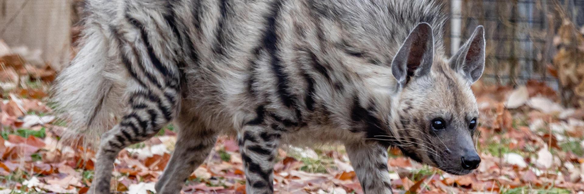 Discovering the Striped Hyena: 10 Fascinating Facts About This Mysterious Carnivore
