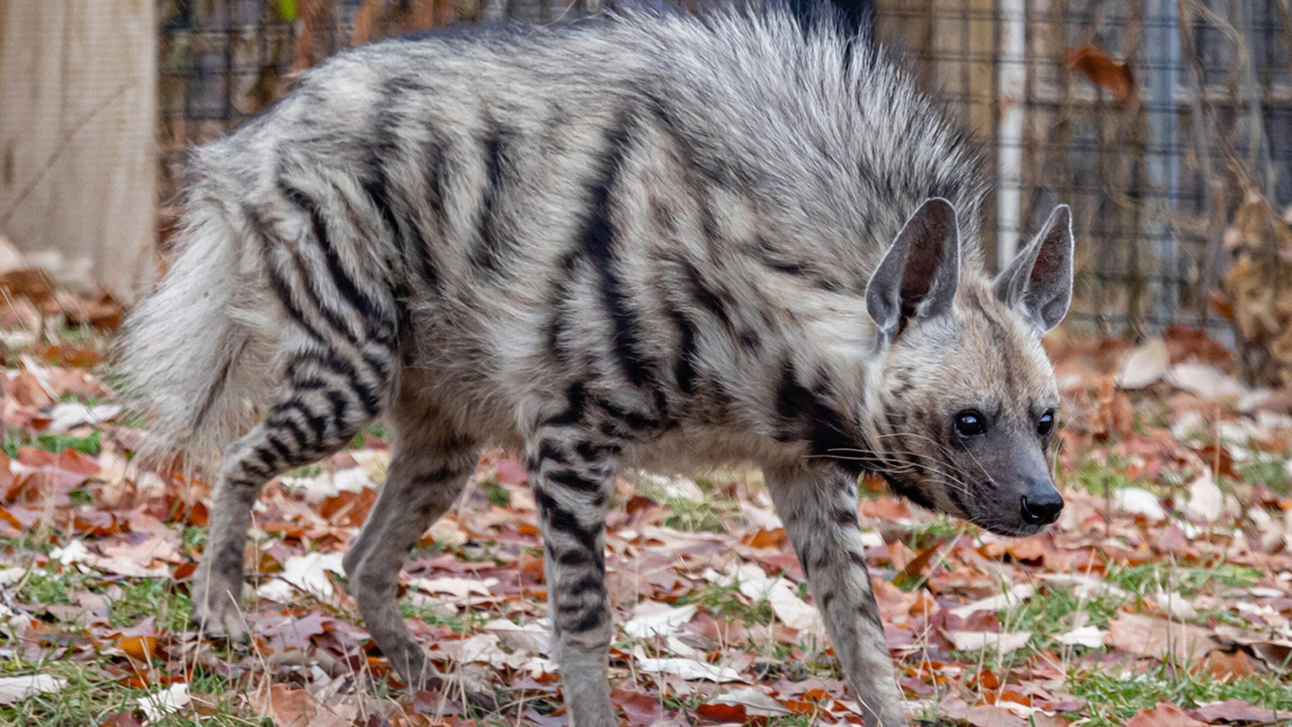 Discovering the Striped Hyena: 10 Fascinating Facts About This Mysterious Carnivore