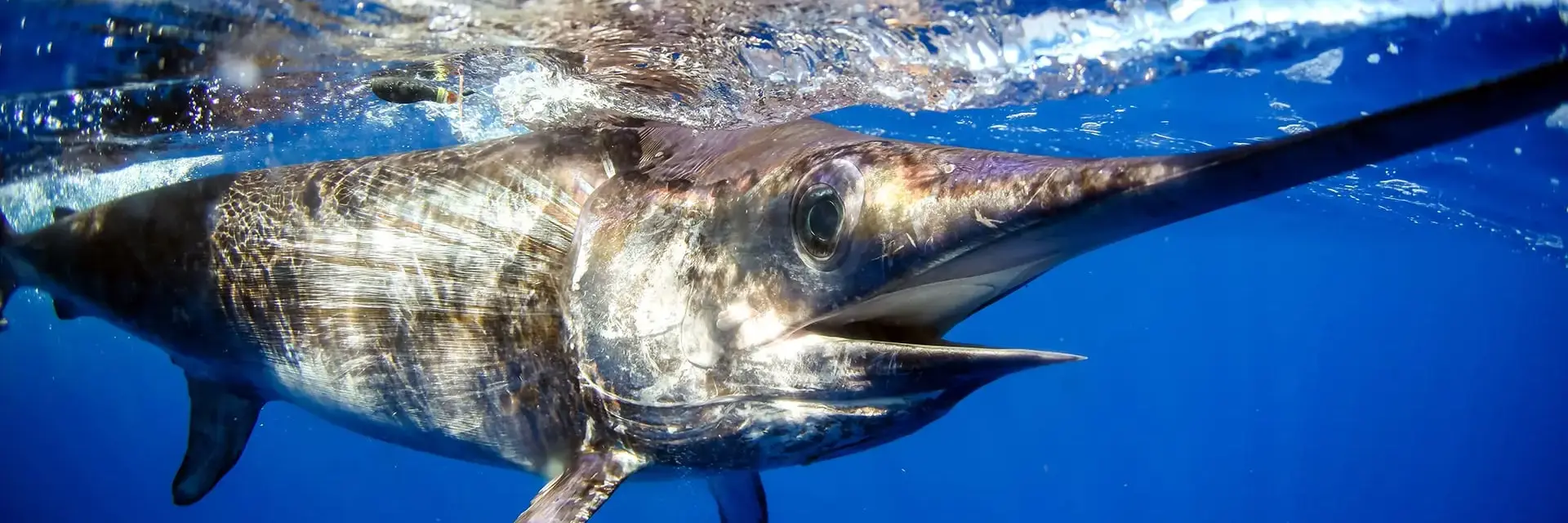 30 Facts about Swordfish