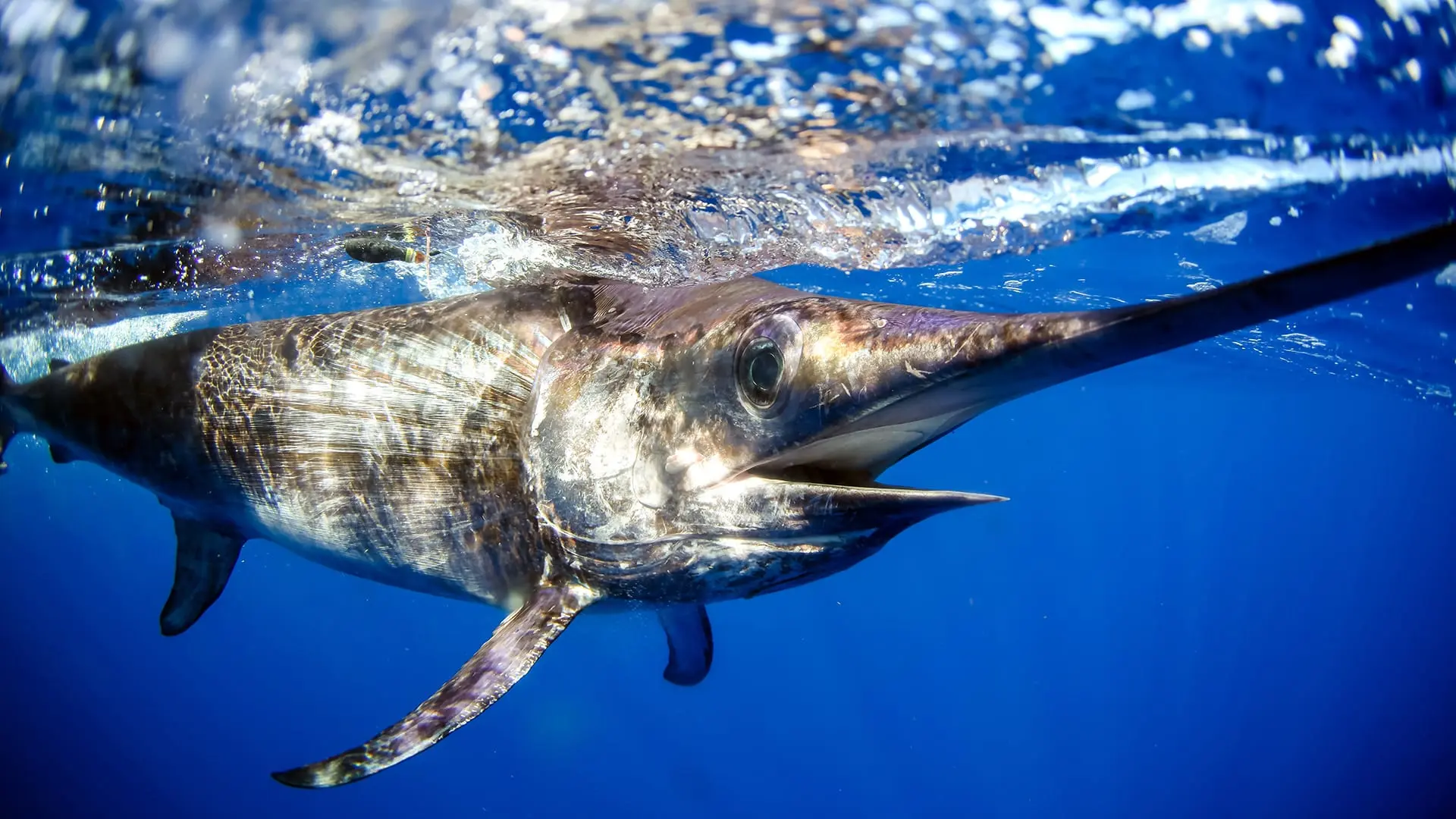 30 Facts about Swordfish