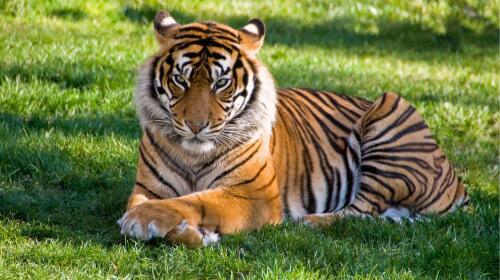 Unveiling the Majesty of Tigers: 10 Fascinating Facts