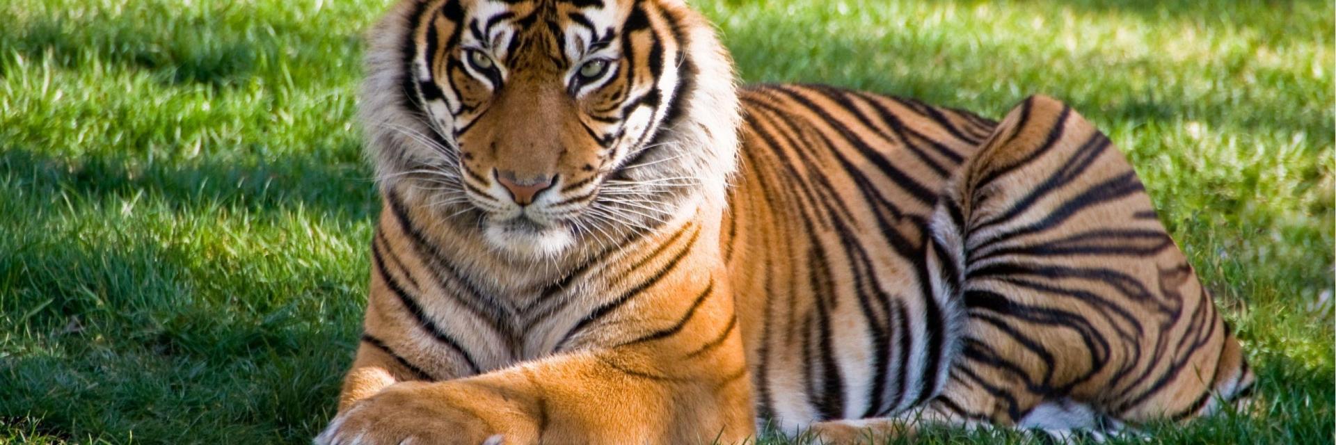 Unveiling the Majesty of Tigers: 10 Fascinating Facts