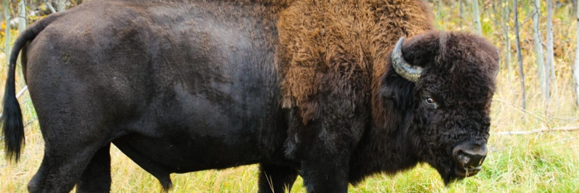 10 Fascinating Facts About Wood Bison