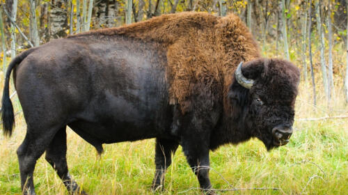 10 Fascinating Facts About Wood Bison