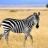 10 Fascinating Facts About Zebras
