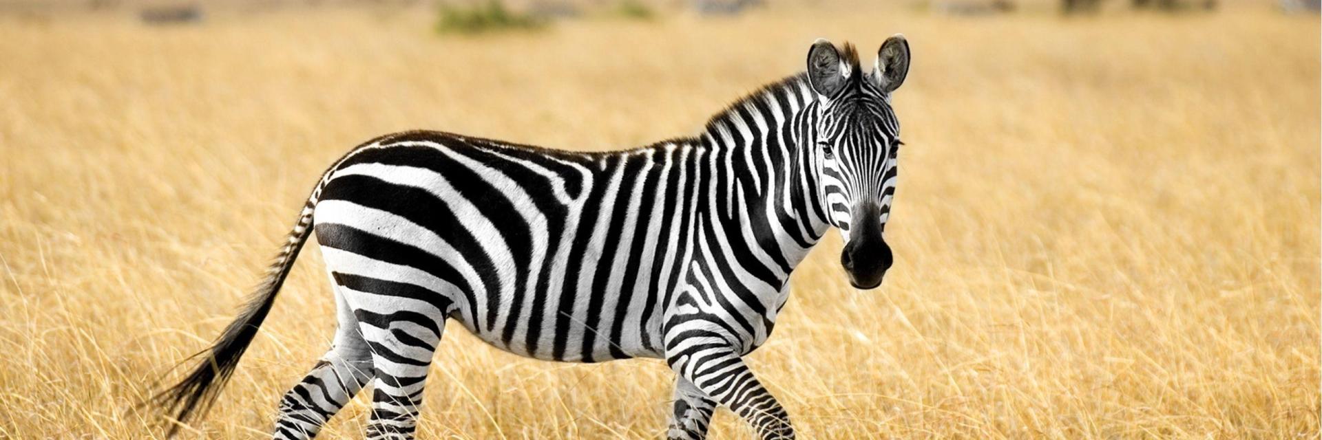 10 Fascinating Facts About Zebras