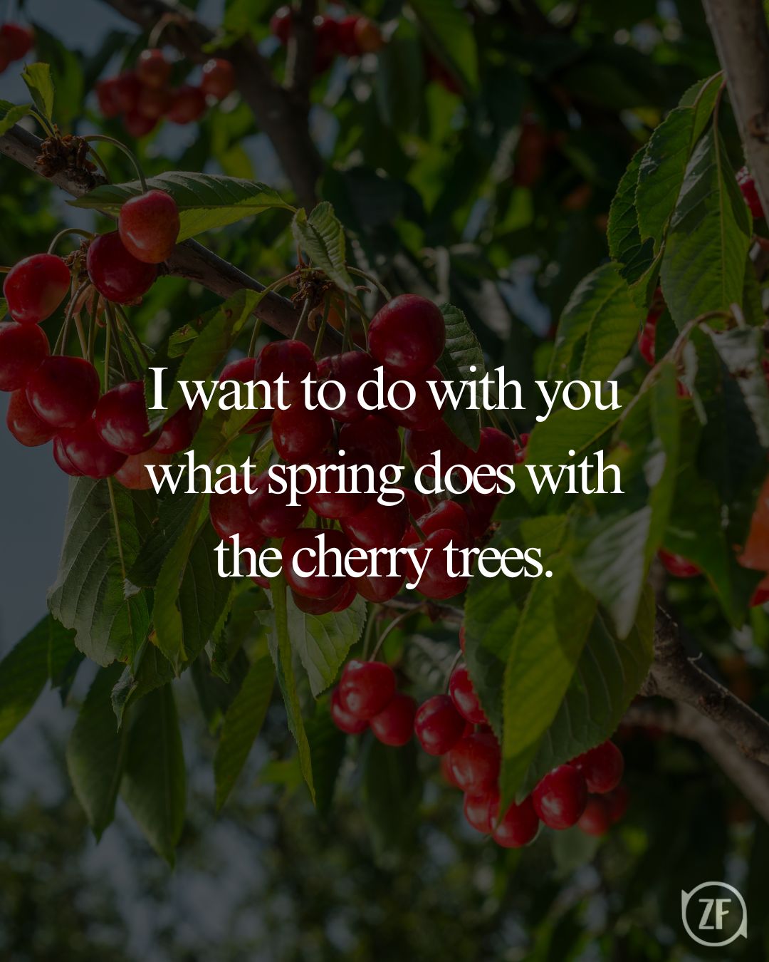 I want to do with you what spring does with the cherry trees.