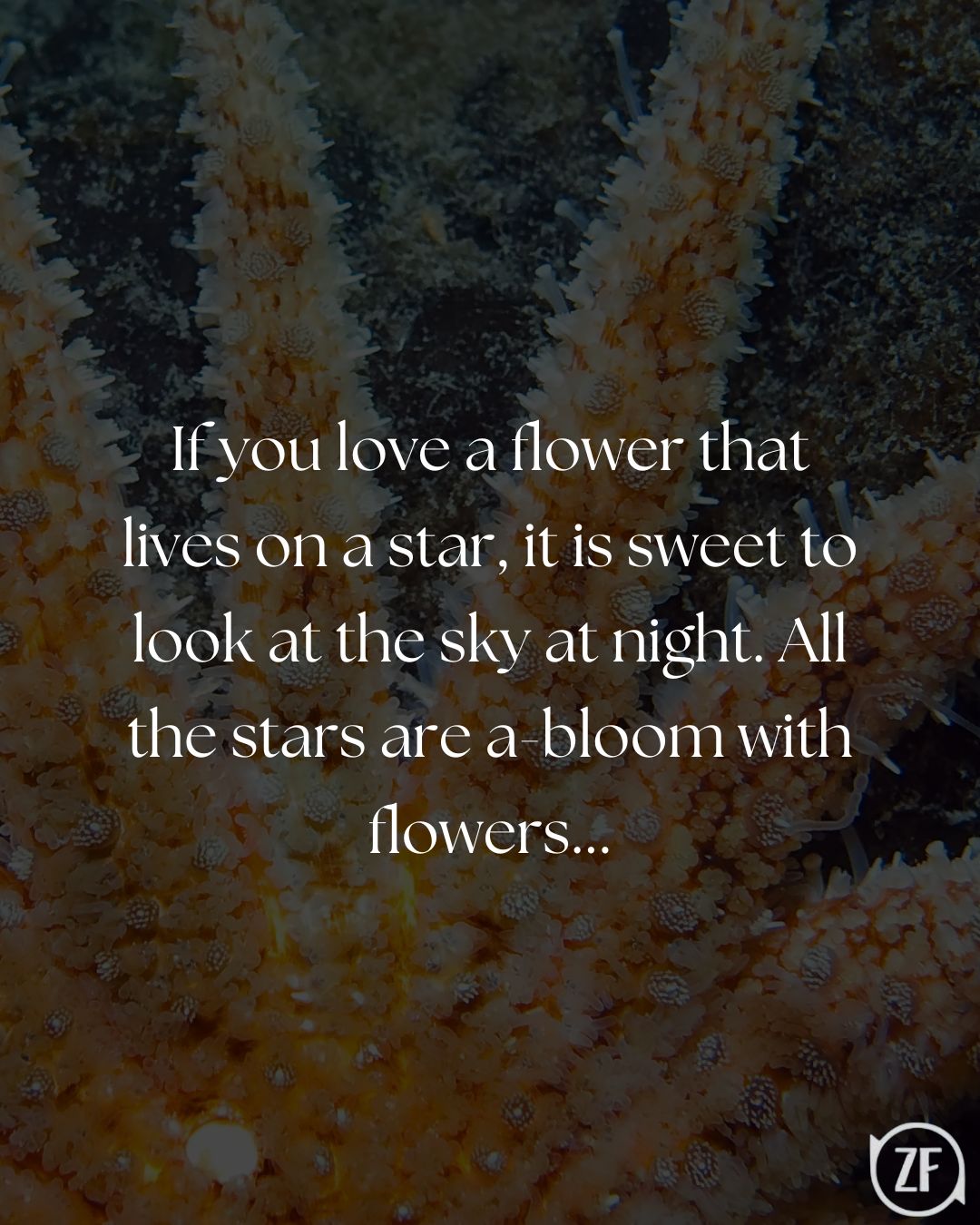 If you love a flower that lives on a star, it is sweet to look at the sky at night. All the stars are a-bloom with flowers...