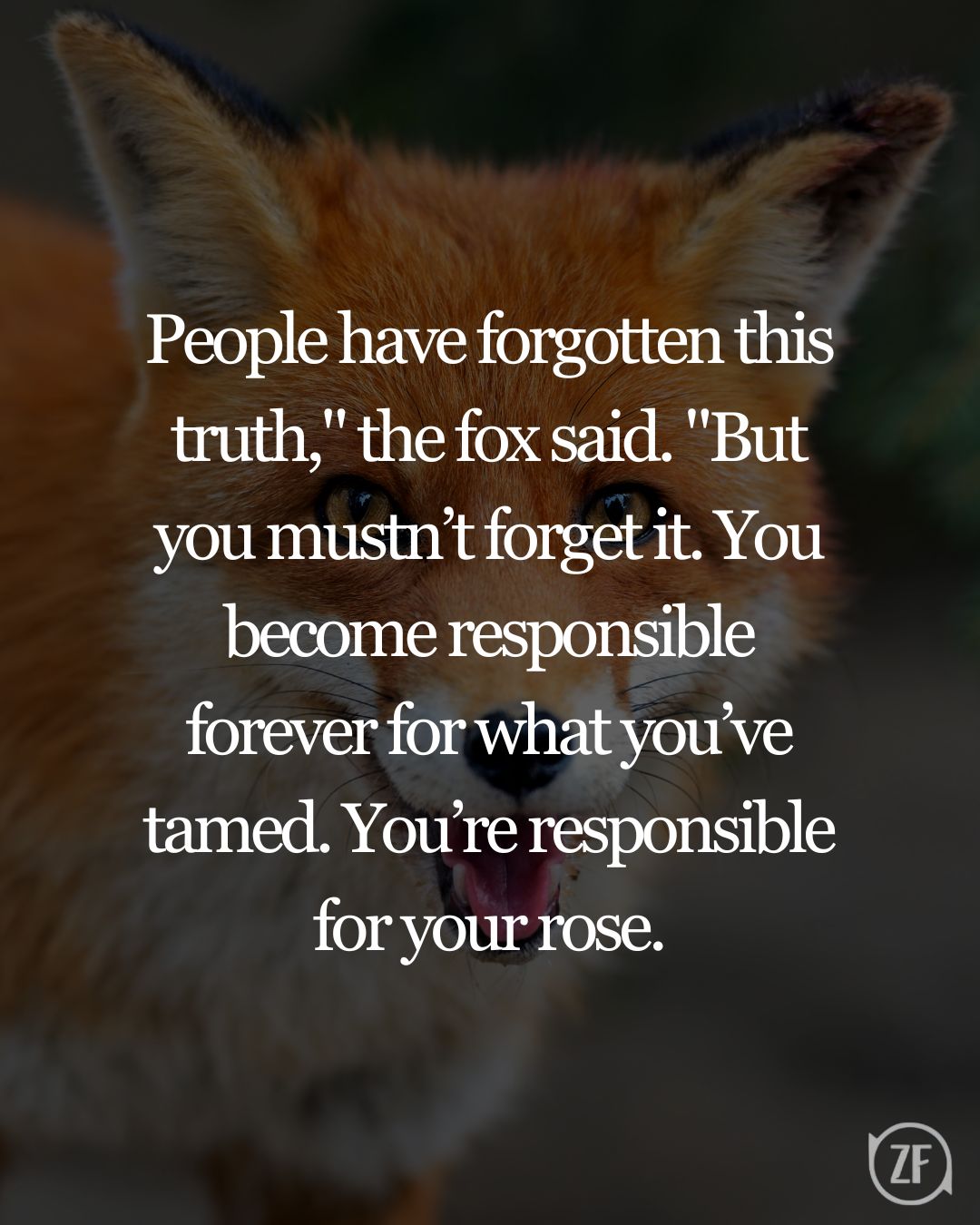 People have forgotten this truth," the fox said. "But you mustn’t forget it. You become responsible forever for what you’ve tamed. You’re responsible for your rose.